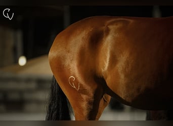 Lusitanos, Yegua, 3 años, 167 cm, Castaño rojizo