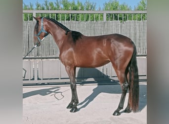 Lusitanos Mestizo, Yegua, 3 años, 167 cm, Castaño rojizo