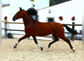 Lusitanos, Yegua, 3 años, 170 cm, Castaño