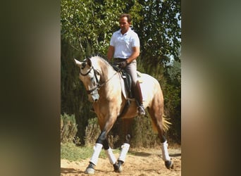 Lusitanos Mestizo, Yegua, 3 años, 172 cm, Tordo