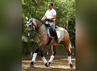 Lusitanos Mestizo, Yegua, 3 años, 172 cm, Tordo