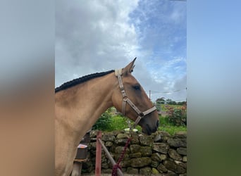 Lusitanos, Yegua, 3 años, Bayo