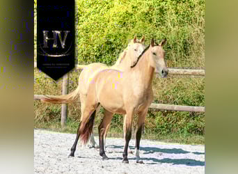 Lusitanos, Yegua, 3 años, Buckskin/Bayo