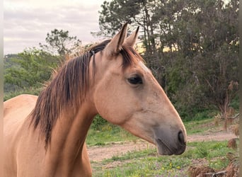 Lusitanos, Yegua, 3 años, Buckskin/Bayo