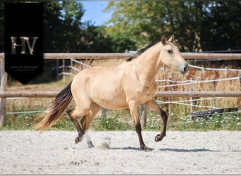 Lusitanos, Yegua, 3 años