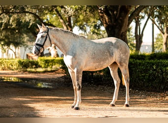 Lusitanos, Yegua, 3 años, Tordo