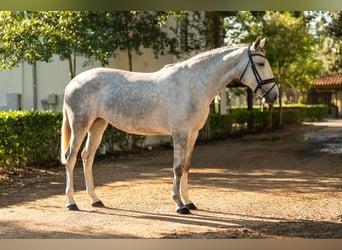Lusitanos, Yegua, 3 años, Tordo