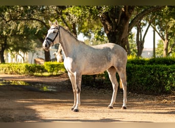 Lusitanos, Yegua, 3 años, Tordo