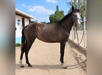 Lusitanos, Yegua, 3 años, Tordo
