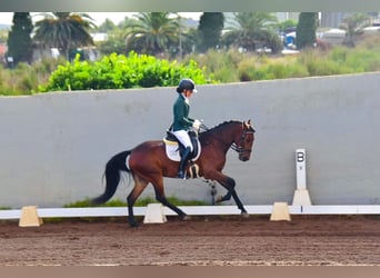 Lusitanos, Yegua, 4 años, 147 cm, Castaño
