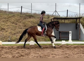 Lusitanos, Yegua, 4 años, 150 cm, Castaño