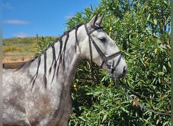 Lusitanos Mestizo, Yegua, 4 años, 152 cm, Tordo