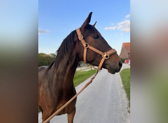 Lusitanos, Yegua, 4 años, 154 cm, Castaño