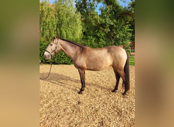 Lusitanos, Yegua, 4 años, 157 cm, Bayo
