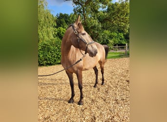 Lusitanos, Yegua, 4 años, 157 cm, Bayo