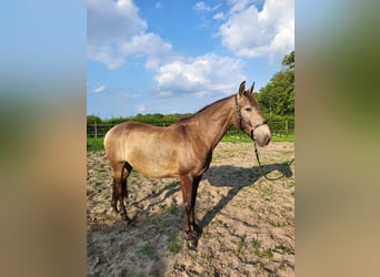 Lusitanos, Yegua, 4 años, 157 cm, Bayo