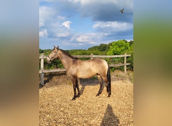 Lusitanos, Yegua, 4 años, 157 cm, Bayo