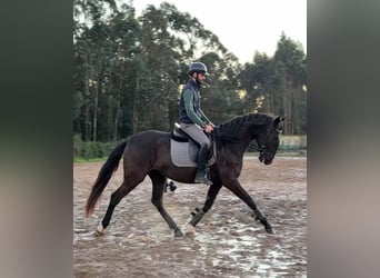 Lusitanos, Yegua, 4 años, 161 cm, Negro