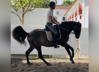 Lusitanos, Yegua, 4 años, 162 cm, Tordo