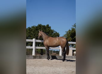 Lusitanos, Yegua, 4 años, 162 cm, Tordo ruano