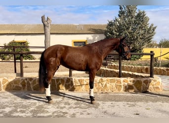 Lusitanos, Yegua, 4 años, 163 cm, Castaño