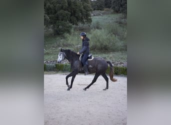 Lusitanos, Yegua, 4 años, 164 cm, Tordo