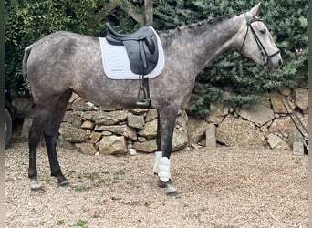 Lusitanos, Yegua, 4 años, 164 cm, Tordo