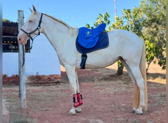 Lusitanos, Yegua, 4 años, 168 cm, Cremello