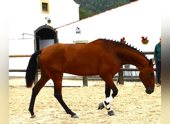 Lusitanos, Yegua, 4 años, 170 cm, Castaño