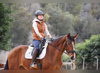 Lusitanos, Yegua, 4 años, 171 cm, Castaño