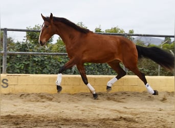 Lusitanos, Yegua, 4 años, 171 cm, Castaño