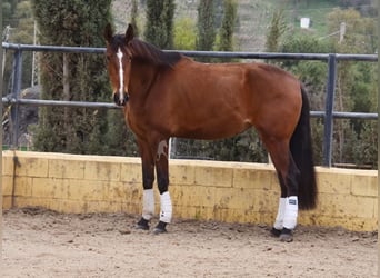 Lusitanos, Yegua, 4 años, 171 cm, Castaño