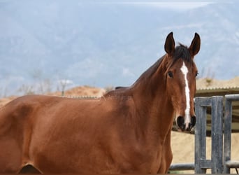 Lusitanos, Yegua, 4 años, 171 cm, Castaño