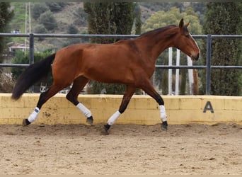 Lusitanos, Yegua, 4 años, 171 cm, Castaño