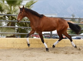 Lusitanos, Yegua, 4 años, 171 cm, Castaño