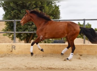 Lusitanos, Yegua, 4 años, 171 cm, Castaño