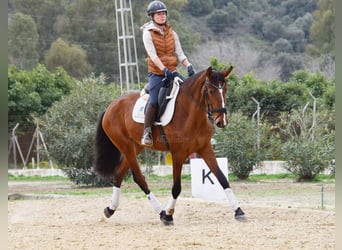 Lusitanos, Yegua, 4 años, 171 cm, Castaño