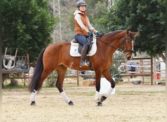 Lusitanos, Yegua, 4 años, 171 cm, Castaño