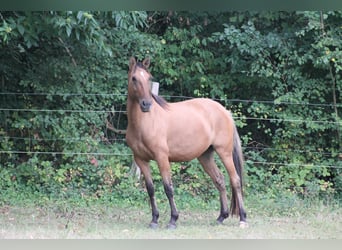 Lusitanos, Yegua, 5 años, 150 cm, Grullo