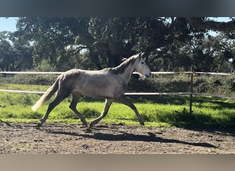 Lusitanos, Yegua, 5 años, 150 cm, Musgo