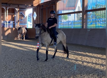 Lusitanos Mestizo, Yegua, 5 años, 153 cm, Buckskin/Bayo