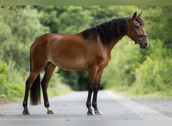 Lusitanos, Yegua, 5 años, 153 cm, Castaño