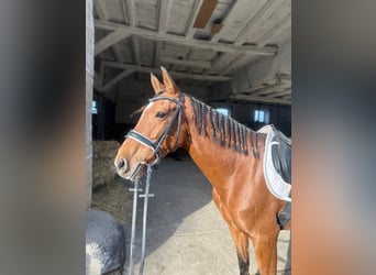 Lusitanos Mestizo, Yegua, 5 años, 155 cm, Castaño