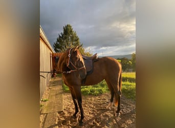 Lusitanos, Yegua, 5 años, 156 cm, Castaño