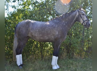 Lusitanos, Yegua, 5 años, 157 cm, Tordo rodado