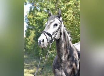 Lusitanos, Yegua, 5 años, 157 cm, Tordo rodado