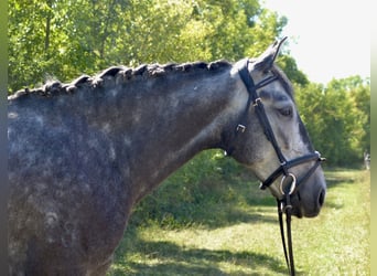 Lusitanos, Yegua, 5 años, 157 cm, Tordo rodado