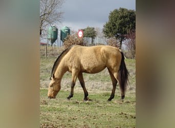 Lusitanos, Yegua, 5 años, 158 cm, Bayo
