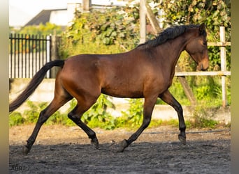Lusitanos, Yegua, 5 años, 160 cm, Castaño