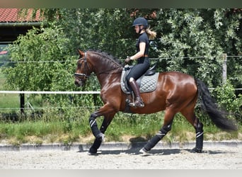 Lusitanos, Yegua, 5 años, 160 cm, Castaño